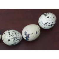 Яйца перепелиные инкубационные от производителя